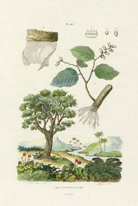 レースバークツリー、1833-39 作： French School